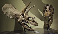 גולגולת של טריצרטופס מול גולגולת של טירנוזאורוס במוזיאון להיסטוריה של הטבע בווינה, אוסטריה.