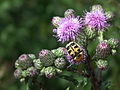 Trichius auf Distelblüte.JPG