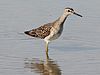 Wood Sandpiper タカブシギ Tringa glareola