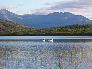 Trumpeter Swan