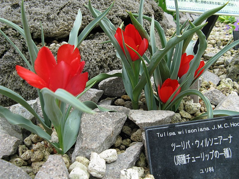 File:Tulipa wilsoniana1.jpg