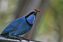 Image of a turquoise jay with a moth in its beak