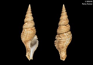 <i>Turris bipartita</i> Species of gastropod