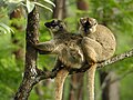 Two Brown Lemur, Mantadia, Madagascar.jpg