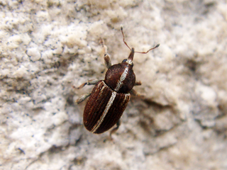 Curculioninae beetle subfamily