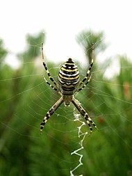 Tygrzyk paskowany (Argiope bruennichi)