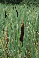 Thumbnail for Typha latifolia