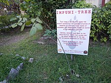 Symbolic 'Impuni-tree' planted for 3rd anniversary of Maguindanao massacre (University of the Philippines College of Mass Communication, UP Diliman). UPDilimanjf3492 11.JPG