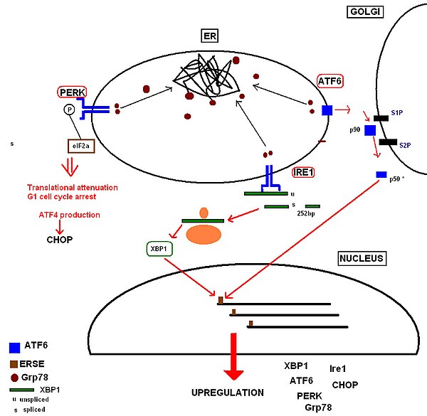 A simplified diagram of the initiation of the UPR by prolonged and overwhelming protein misfolding. Grp78 recruitment to chaperone the misfolded proteins results in Grp78 dissociation from its conformational binding state of the transmembrane receptor proteins PERK, IRE1 and ATF6. Dissociation results in receptor homodimerisation and oligomerisation to an active state. The activated cytosolic domain of PERK phosphorylates the eIF2alpha, inhibiting translation and resulting in cell cycle arrest. The activated cytosolic domain of IRE1 cleaves the 26bp intron from its substrate XBP1, facilitating its translation to form the transcription factor XBP1. Activated ATF6 translocates to the Golgi, cleaved by proteases to form an active 50kDa fragment (ATF6 p50). ATF6 p50 and XBP1 bind ERSE promoters in the nucleus to produce upregulation of the proteins involved in the unfolded protein response. UPR simplified JPEG.jpg