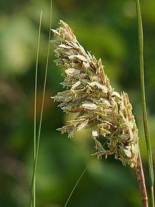 Uniola paniculata (шлейф) .jpg