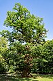 * Nomination 1000-year-old ancient oak, Ivenacker Eichen, Germany --Radomianin 20:30, 29 May 2023 (UTC) * Promotion  Support Good quality. --MVmath20 18:43, 5 June 2023 (UTC)