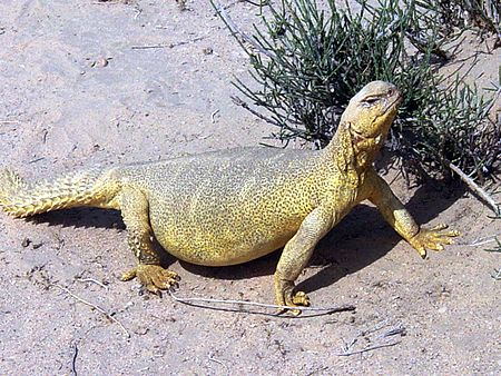 Tập_tin:Uromastyx_acanthinura.JPEG