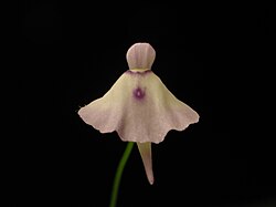Utricularia pubescens flower.JPG