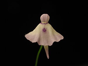 Flower of Utricularia pubescens