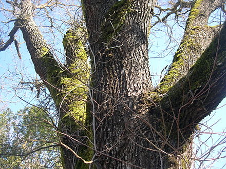 Quercus Lobata Wikiwand