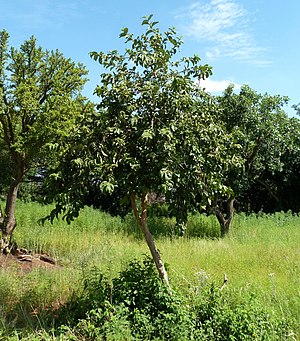 Vangueria infausta, habitus, Pretoria.jpg