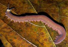 Velvet worm rotated, mirror.png