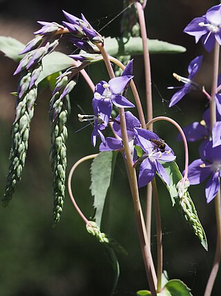 <i>Veronica arcuata</i> Species of flowering plant in the family Plantaginaceae