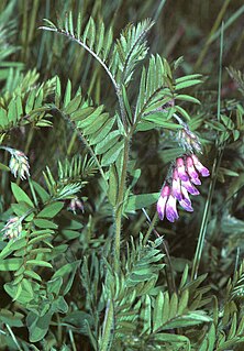 <i>Vicia</i> Genus of flowering plants in the bean family Fabaceae