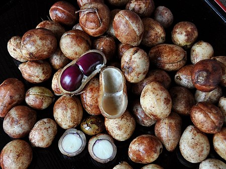 Kacang bogor