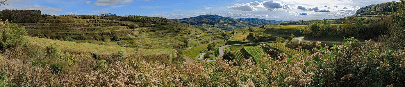 Vineyards Vogtsburg-Oberbergen