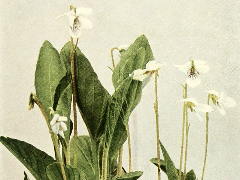 File:Viola primulifolia WFNY-140A-4x3.jpg