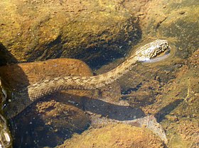 Viperine snake. Natrix maura - Flickr - gailhampshire (2).jpg