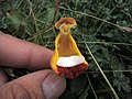 Calceolaria uniflora - Wikipedia