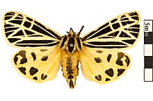 Virgin Tiger Moth.jpg
