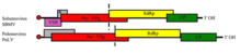 Genome of Southern bean mosaic virus (SBMV) and Poinsettia latent virus (PnLV) Viruses-07-02761-g005-crop.png