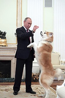 huge akita dog