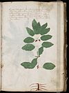 Voynich Manuscript (49).jpg