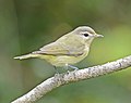 Thumbnail for File:Warbling Vireo 0800vv.jpg