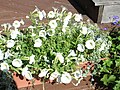 Petunias Yellow shock wave