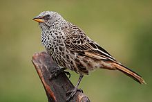Weaver bird.jpg