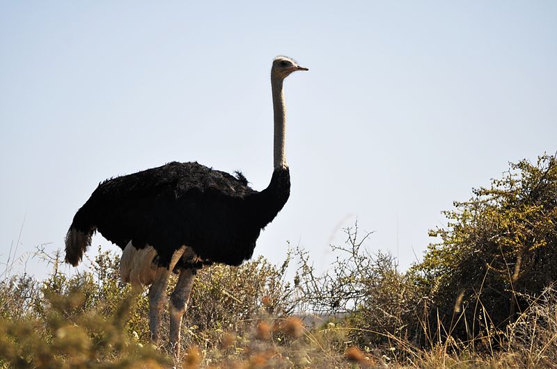 File:West Coast National Park (11356314336).jpg