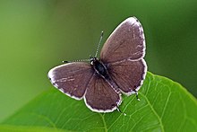 White-tipped blue (Eicochrysops hippocrates) male.jpg