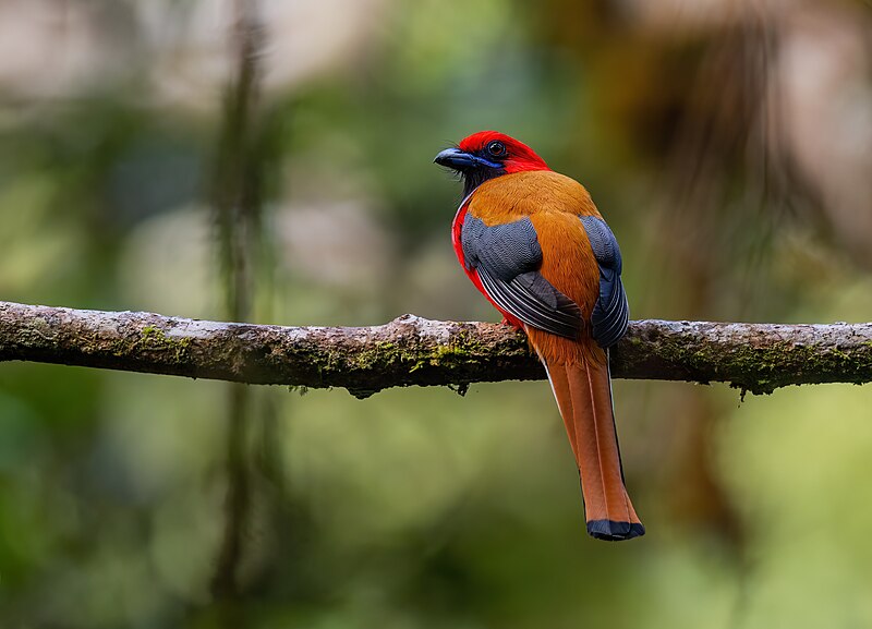 File:Whitehead's Trogon 0A2A6014.jpg