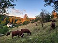 Rotes Höhenvieh auf Bergwiesen