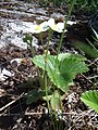 Wild strawberry, Saare county.jpg