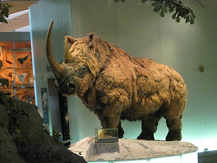 "'Ee, it's cowd aht!" - Weston Park Museum's natural history collection includes Spike the woolly rhino, who lived in Yorkshire during the Ice Age.