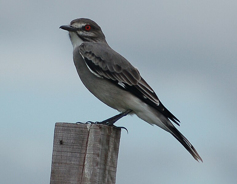 File:Xolmis cinereus VIUDITA GRIS.jpg