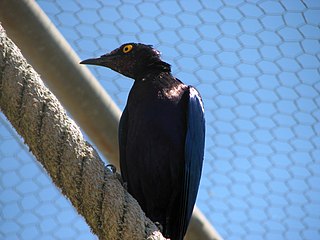 <span class="mw-page-title-main">Yellow-eyed starling</span> Species of bird