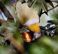 Жутоноги голуб (-{Treron phoenicoptera}-) једе плодове саподиле