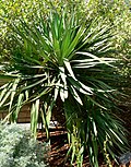 Thumbnail for Yucca gloriosa var. tristis