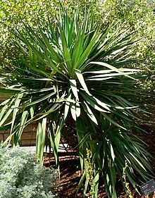 Yucca recurvifolia form.jpg 