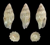 Zafra hahajimana, shell