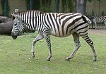 Sličica za Zebra