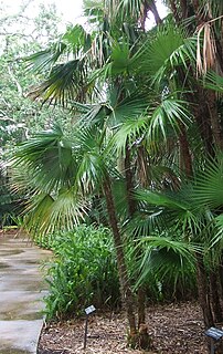 <i>Zombia</i> Genus of palm endemic to Hispaniola