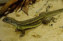 Zoologisches Forschungsmuseum Bonn - Leiolepis ngovantrii.jpg